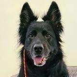 Slip Leash- 6ft/180 cm 5mm paracord - PK9 Gear